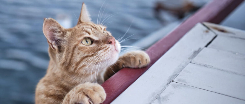 Cat Scratch Disease (Bartonellosis): Causes, Symptoms and Treatment