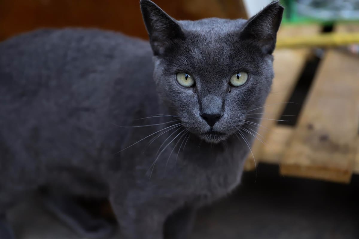 Russian Blue cat with striking gray fur and green eyes