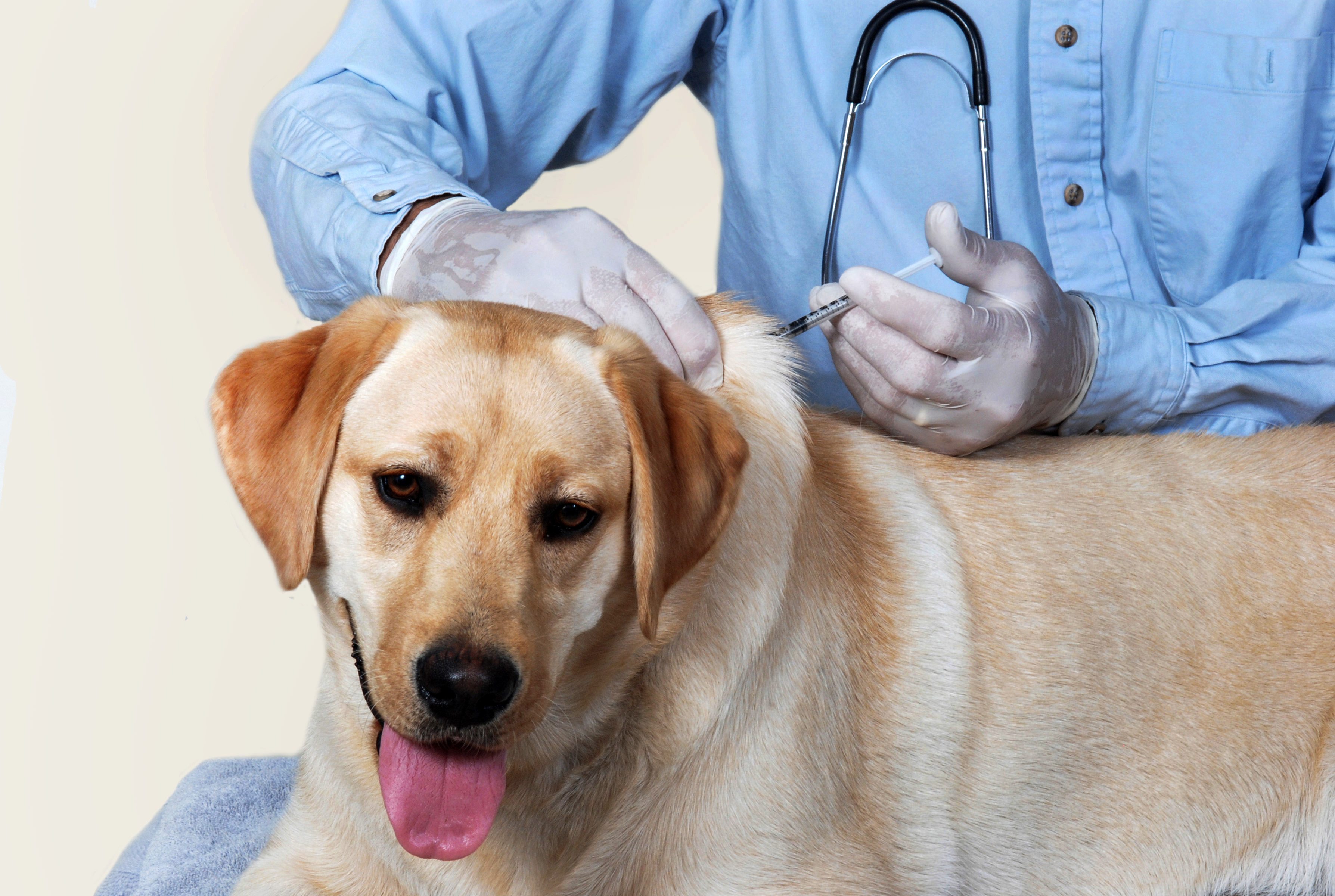 Adult dog vaccinated by the veterinarian