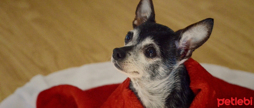 How Does Human Stress Affect Dogs?