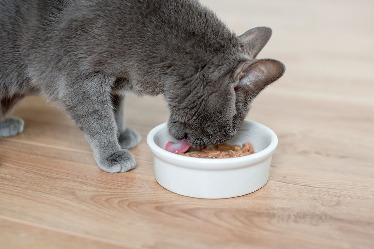 Gray cat licking wet food