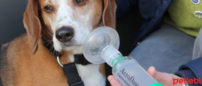 5 Dangers of Inhaling Smoke for Pets