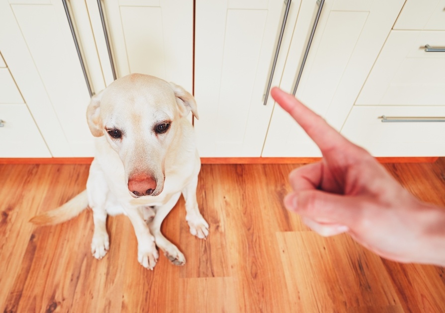 Dog being scolded by its owner