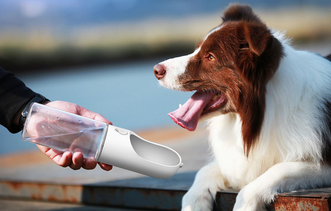 Water bowl offered to a sitting Collie dog
