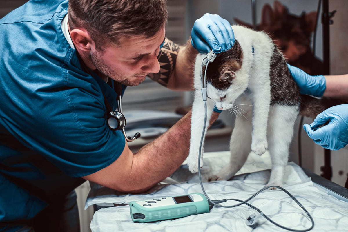 cat having its head area examined by a veterinarian cat