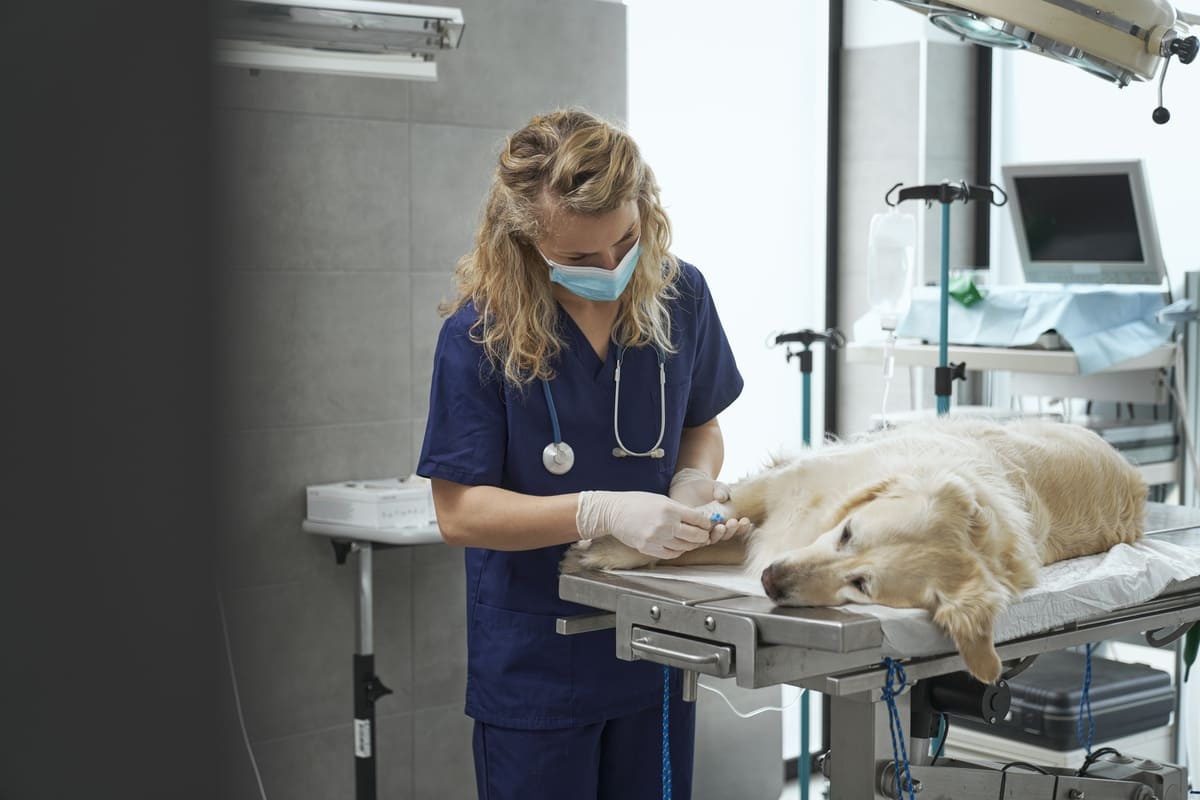 Dog undergoing treatment