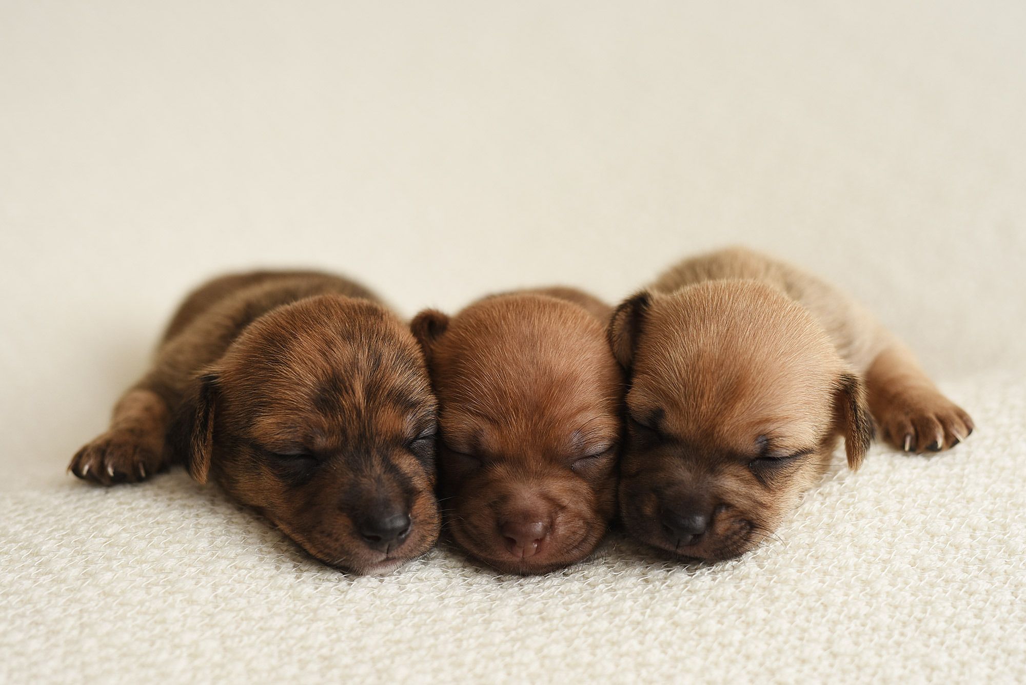 Three newborn brown puppies