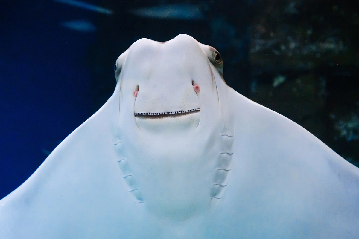 Facial appearance of a stingray