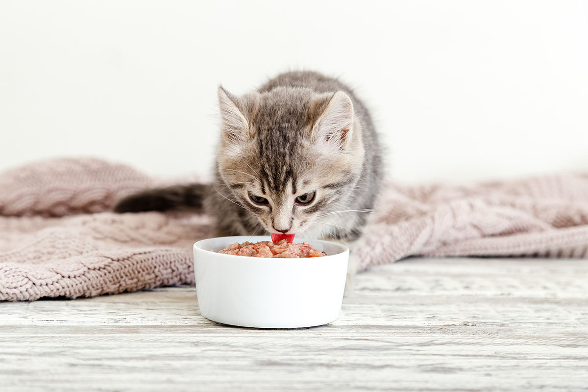 A kitten eating wet food
