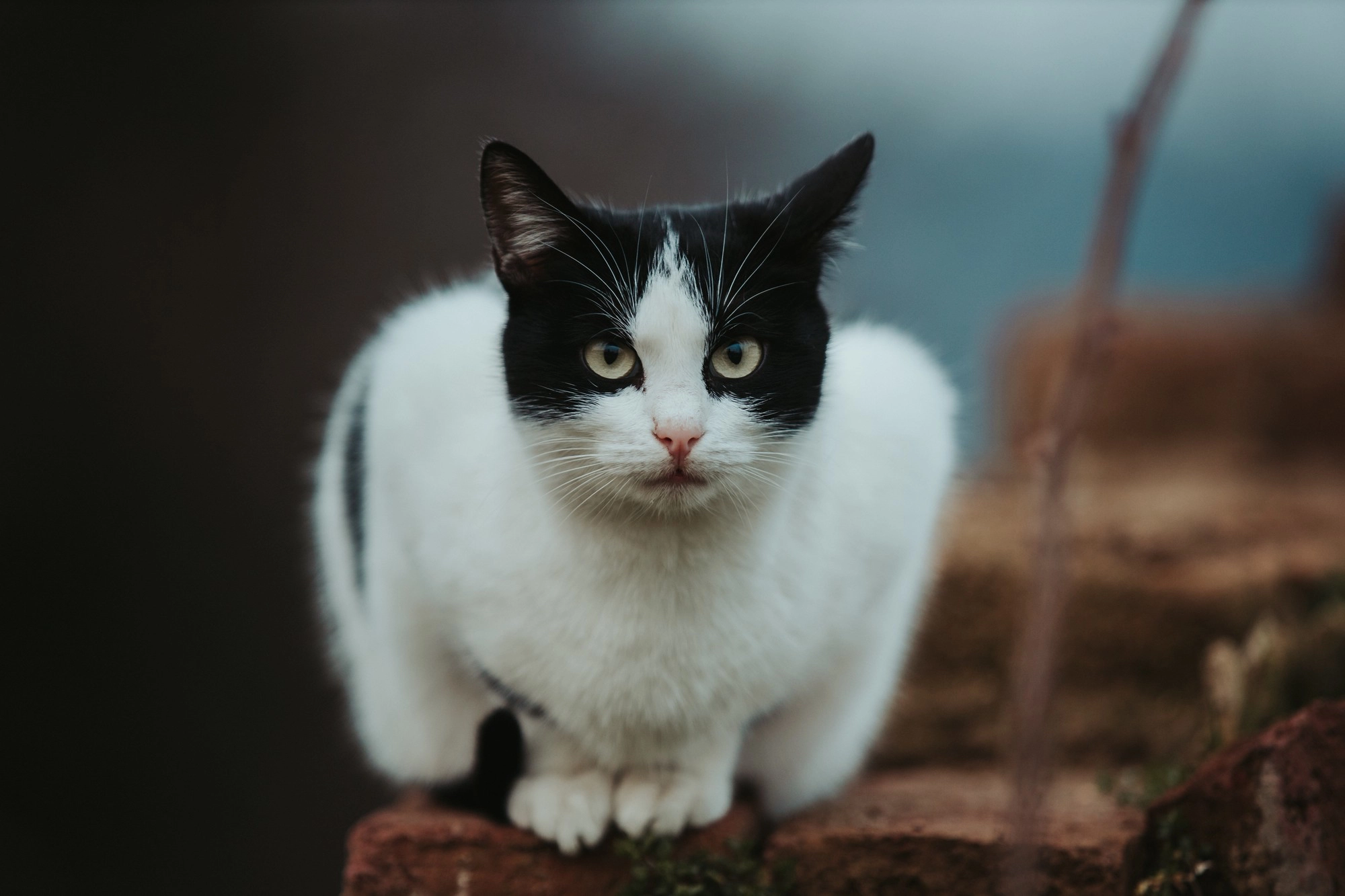 Cat balancing on a railing