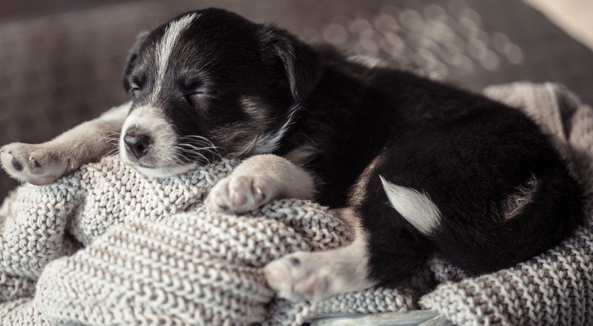 Black and white furry dog ​​lying on a blanket