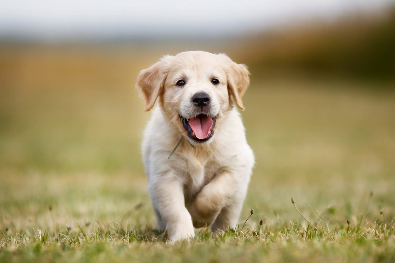 Happy puppy