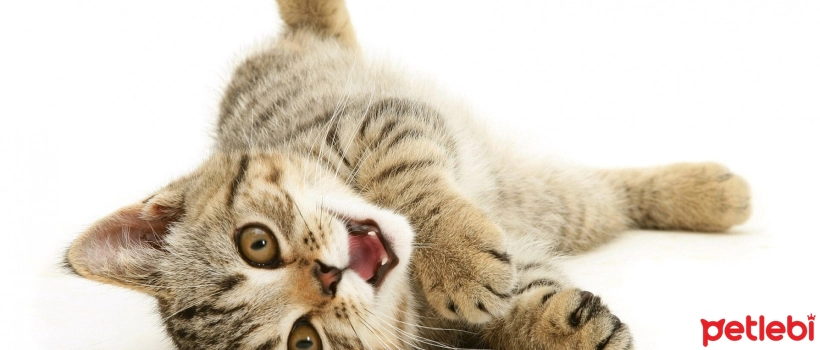 Why Do Cats Love Wet Food So Much?