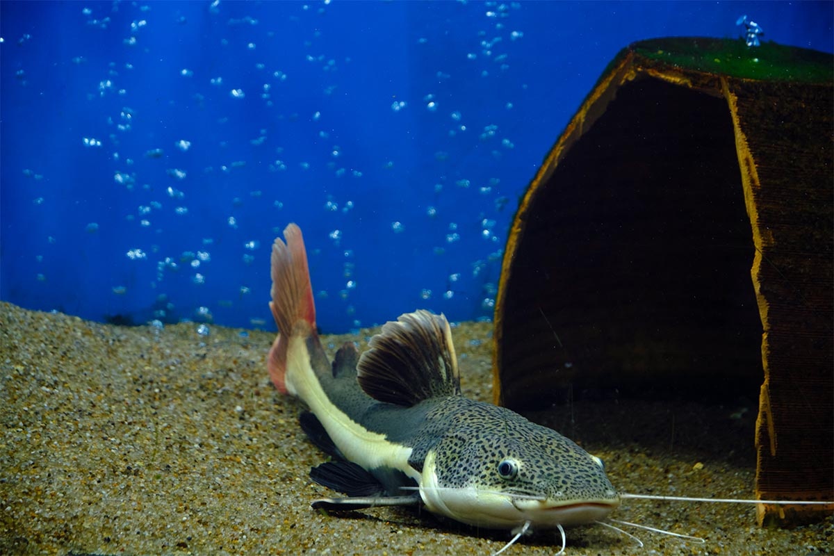 Fish standing on the bottom of an aquarium with a hiding place