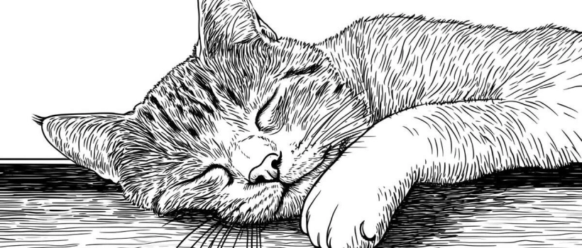 How to Tell if a Cat is Going to Die? How Do Cats Behave Before They Die?