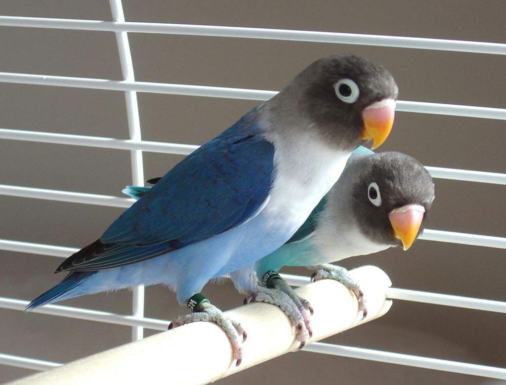 A pair of gray and blue birds