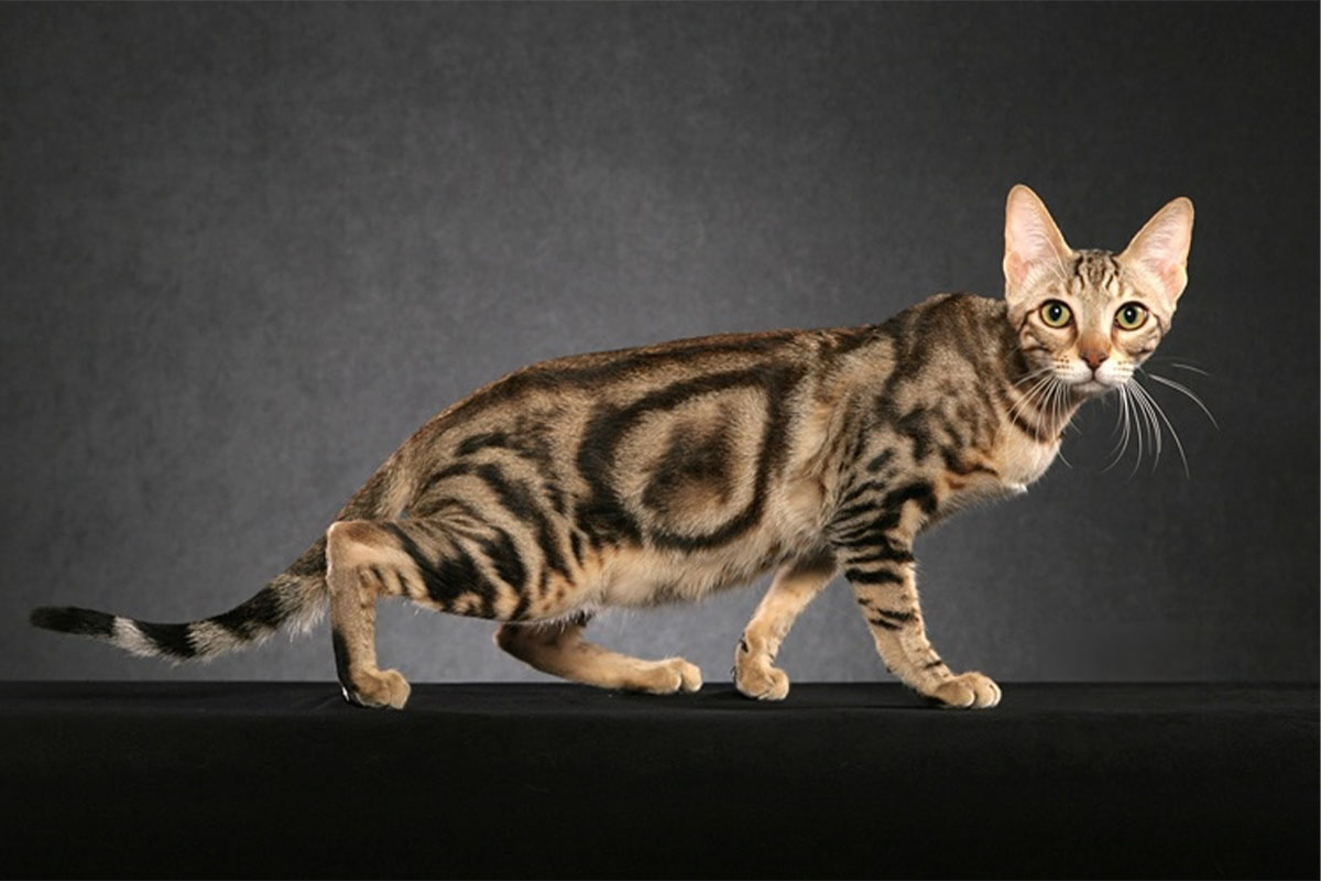 Slightly bent over Sokoke Cat