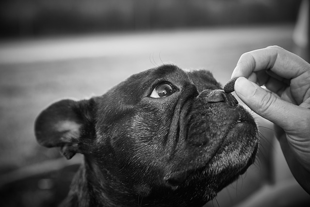 Black French Bulldog puppy sniffing food