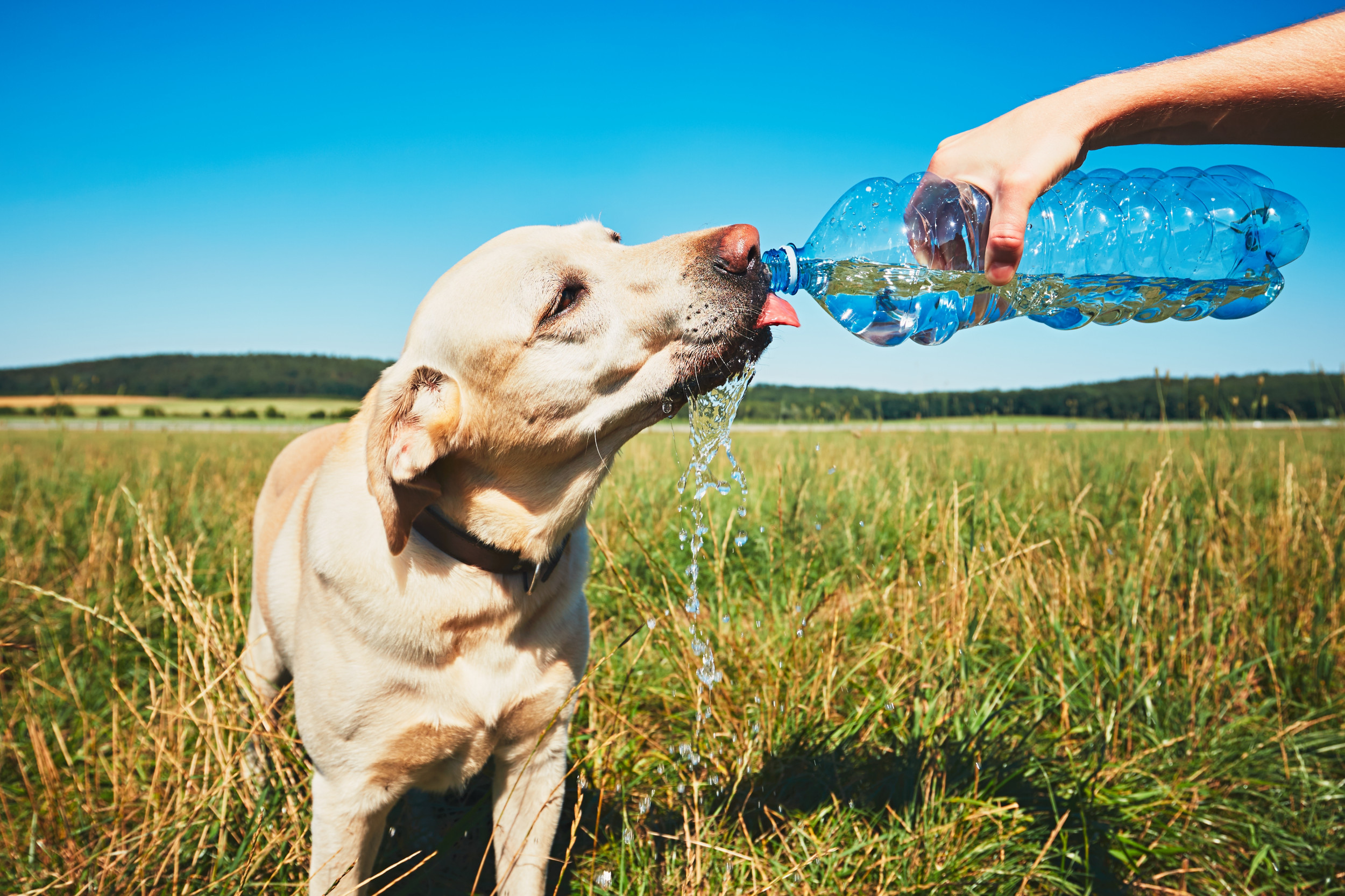 Dog drinking water from a bottle