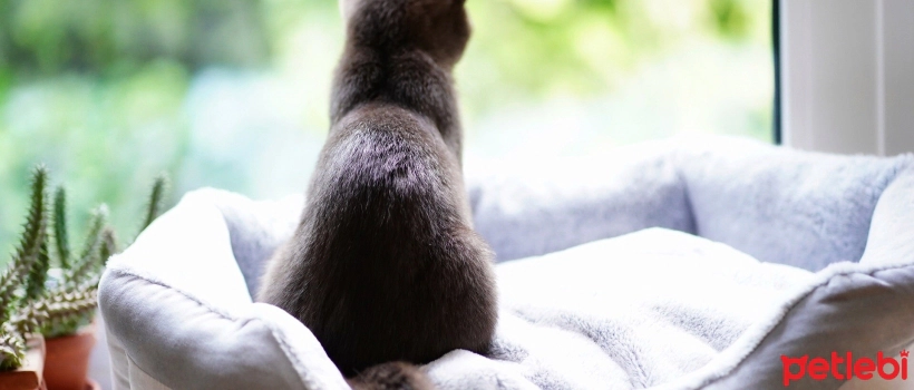 Should House Cats Be Taken Outside?