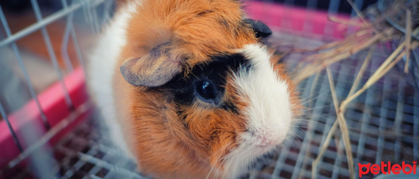 Colds in Guinea Pigs