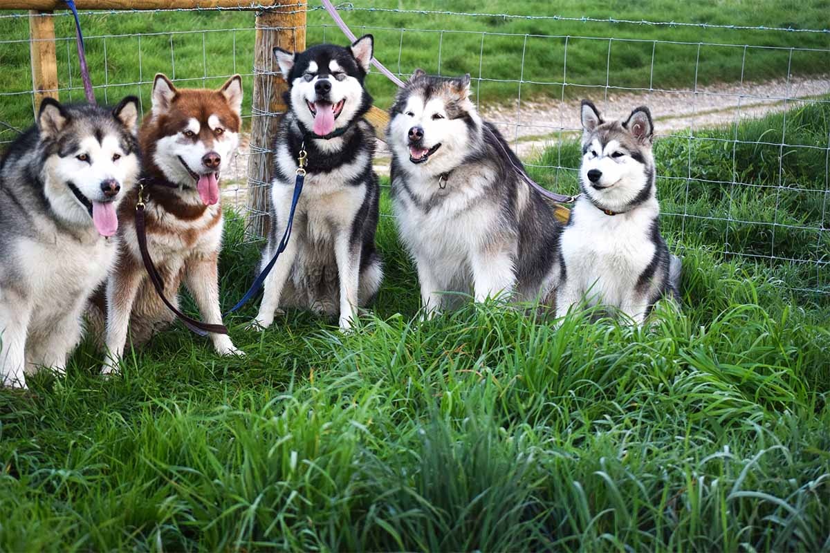 Dogs sitting in a fenced area