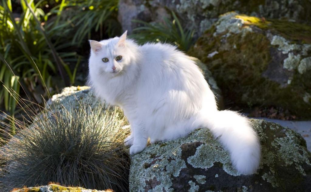 Ankara cat standing on a rock