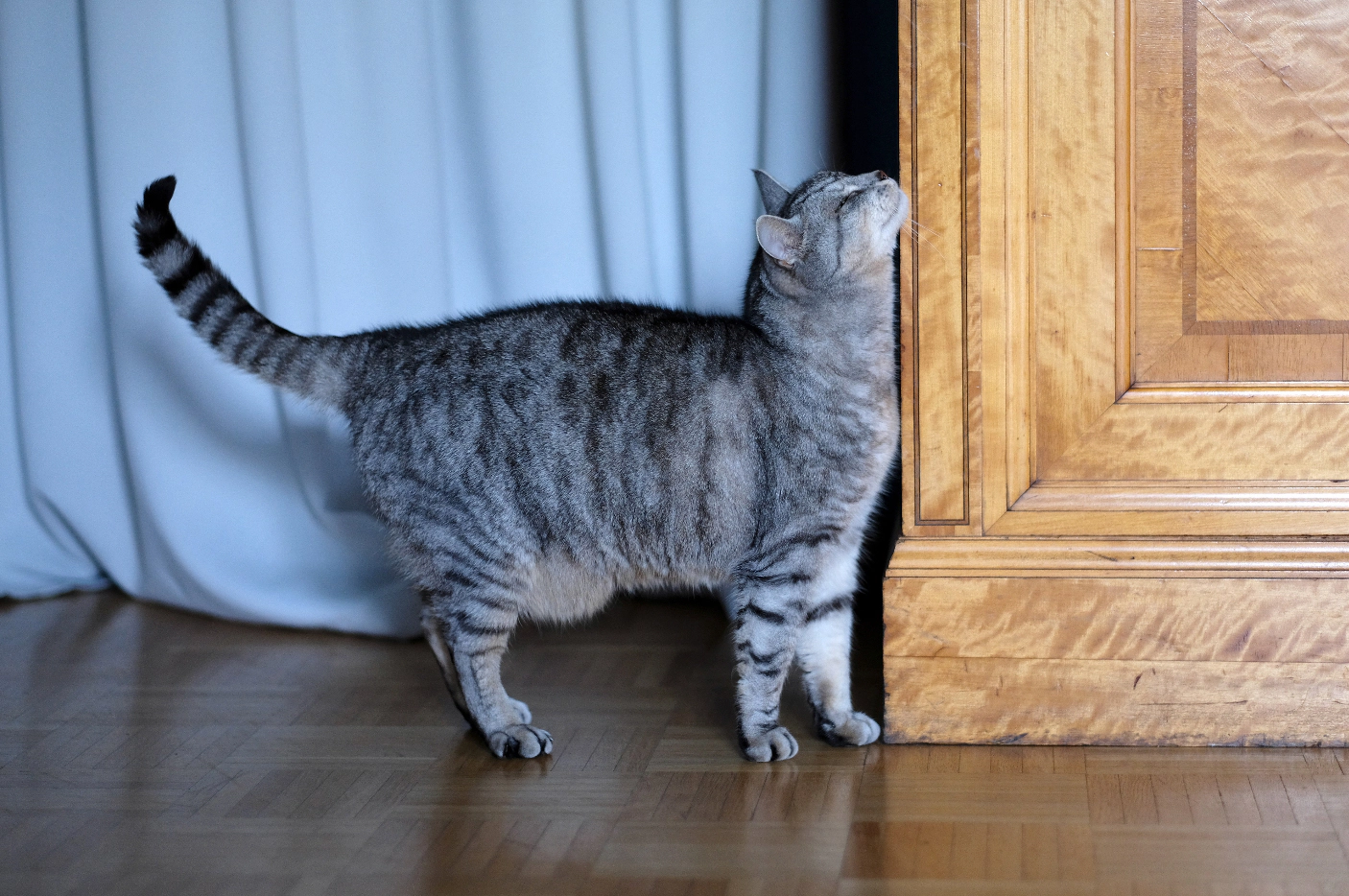 Cat rubbing against furniture