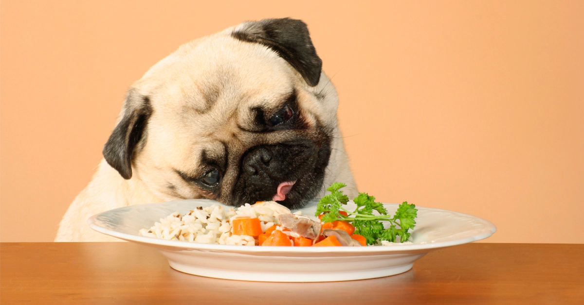 Dog trying to eat from a plate
