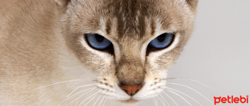 You Can Choose Larva Protein Food for Your Cat with Food Intolerance
