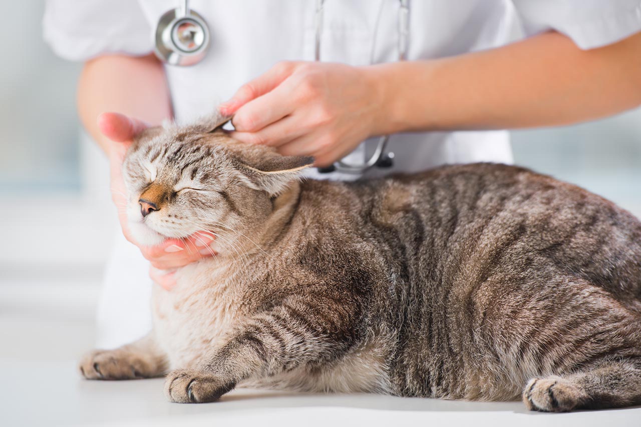 Cat under veterinary care