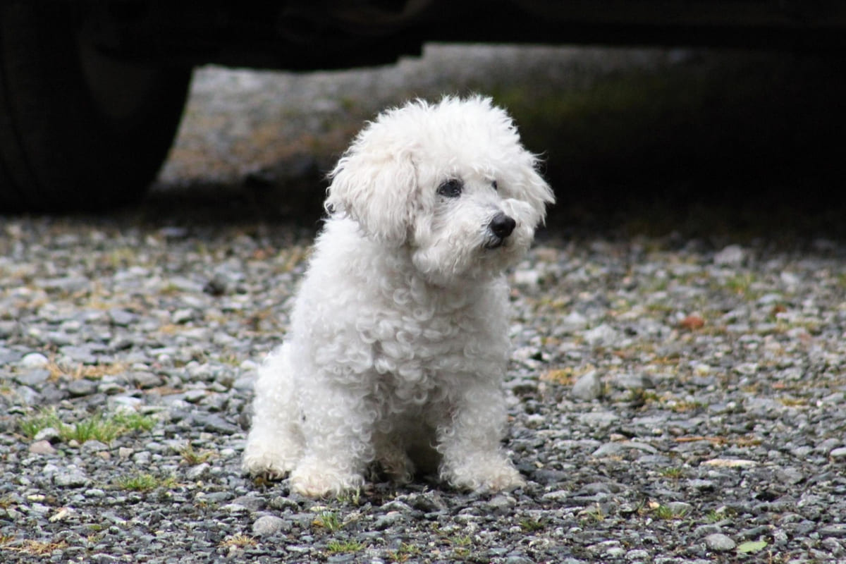 White-furred dog standing alone and unhappy outside dog