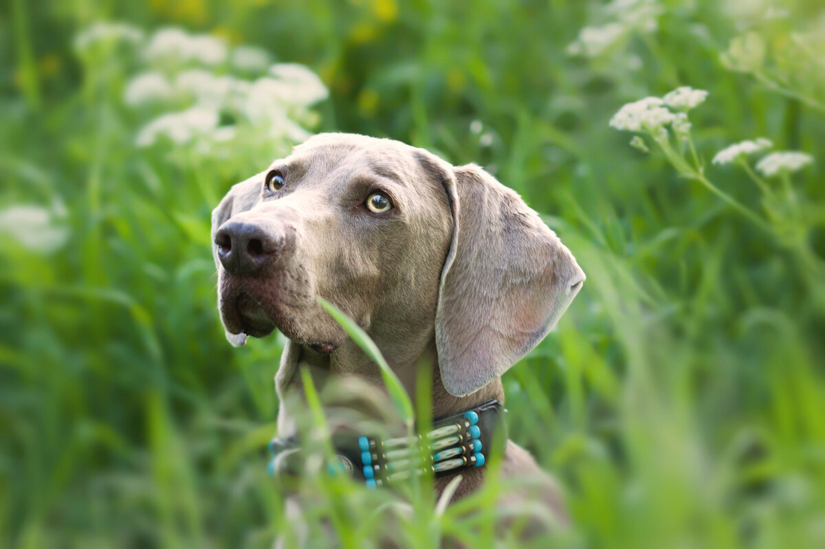 Weimaraner breed dog