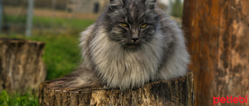 Maine Coon Cat Characteristics and Care
