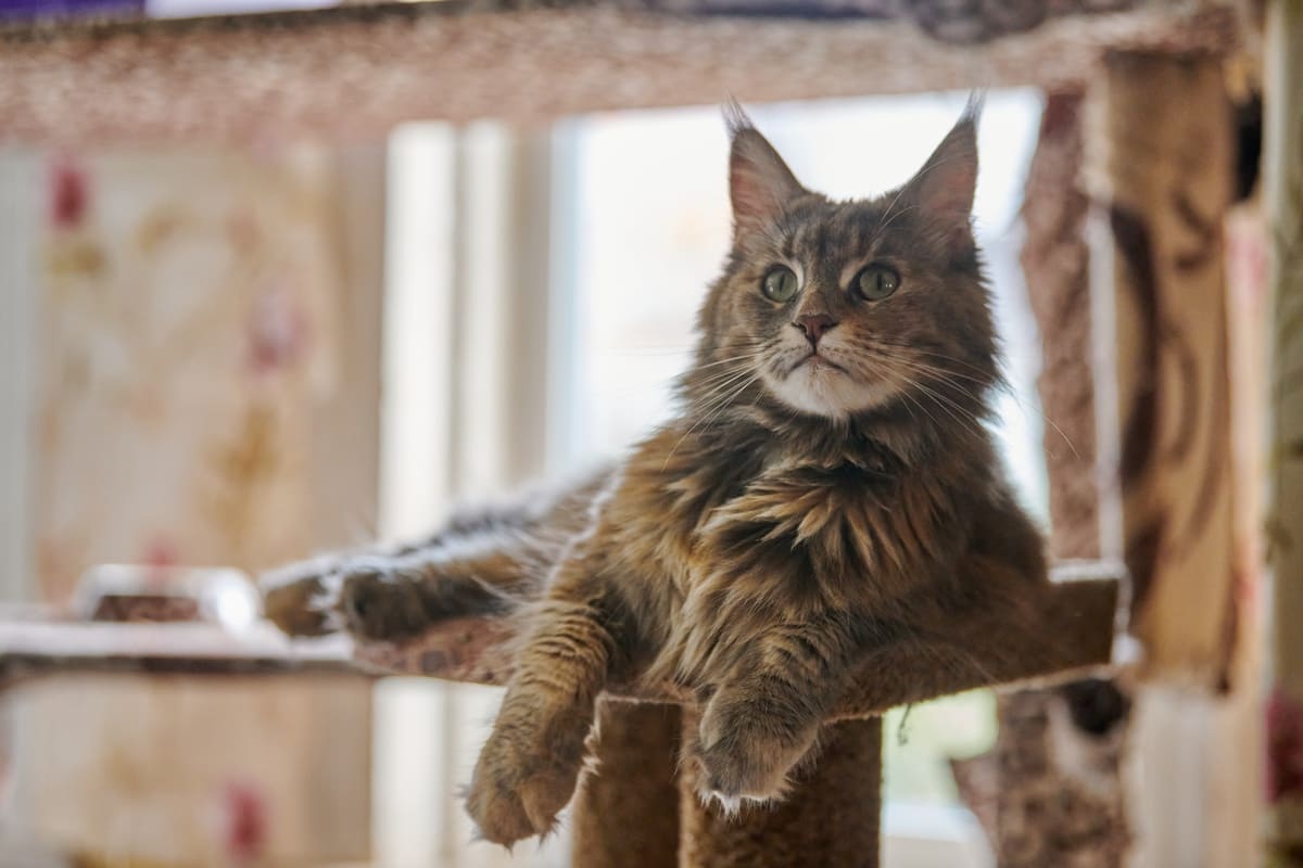 Maine Coon cat sitting on a scratching post in a cat house