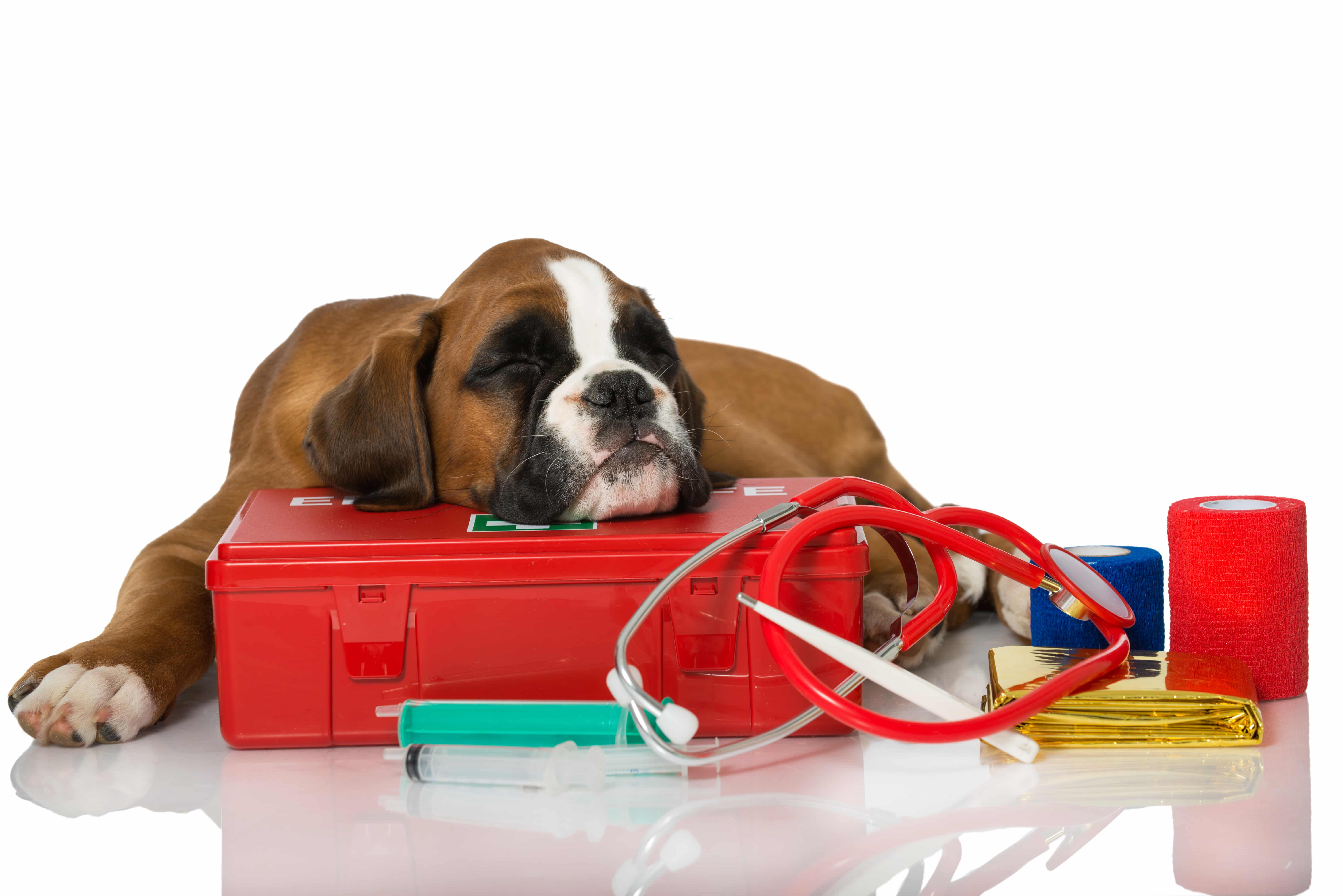 A boxer dog resting its head on top of a box