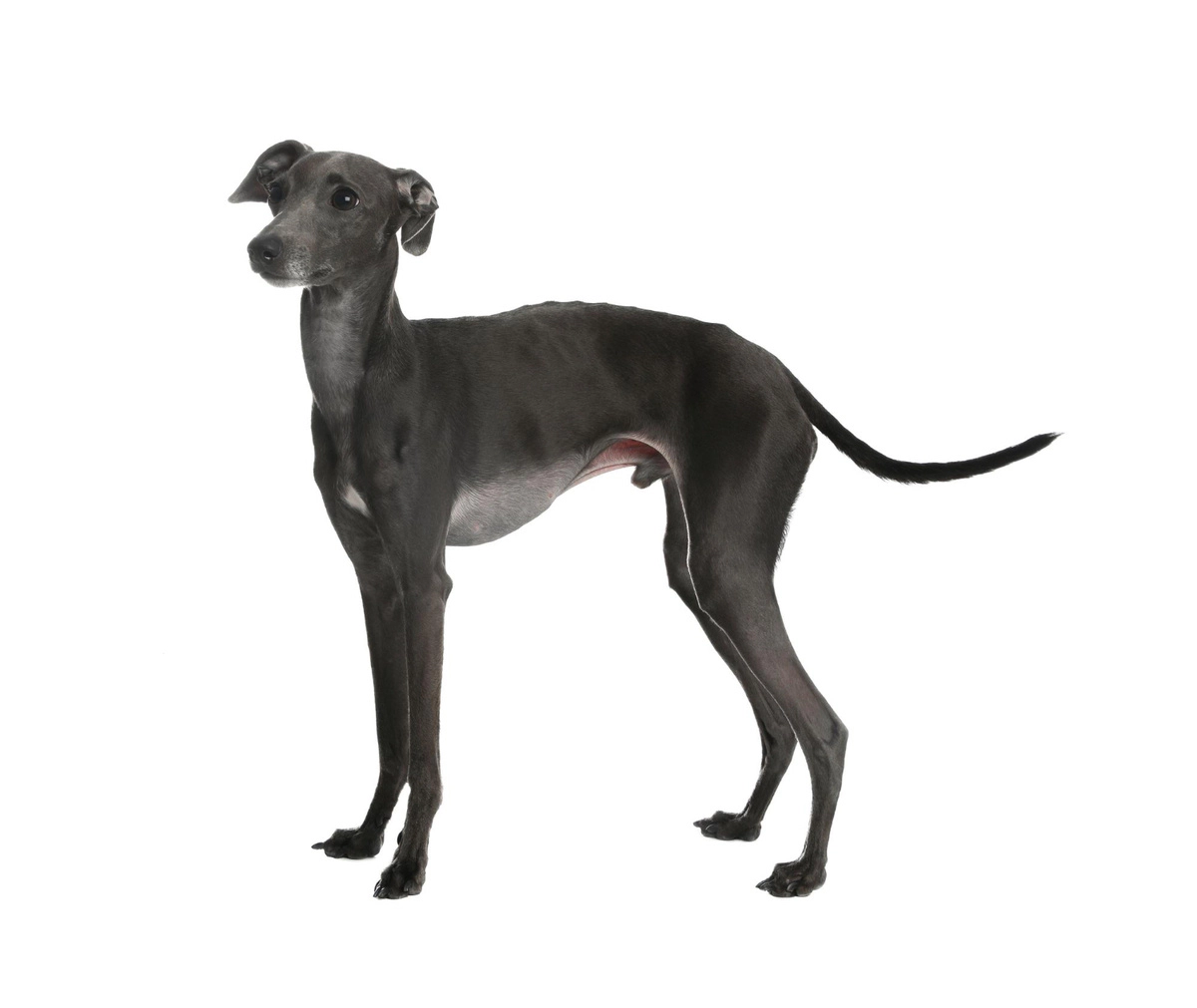 Small, short-haired grey dog