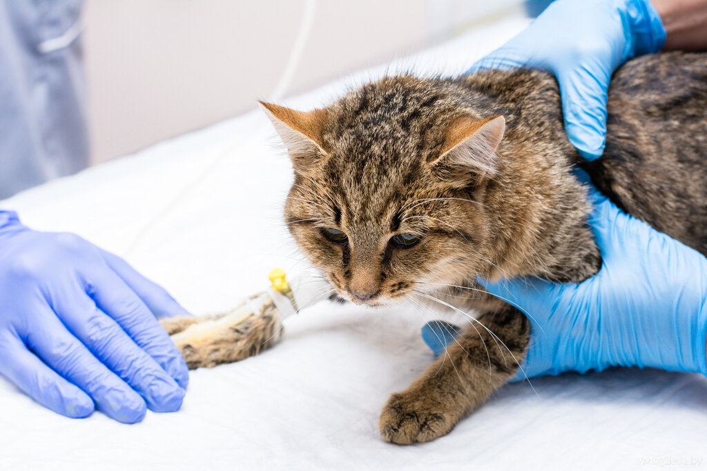 Patient cat undergoing treatment