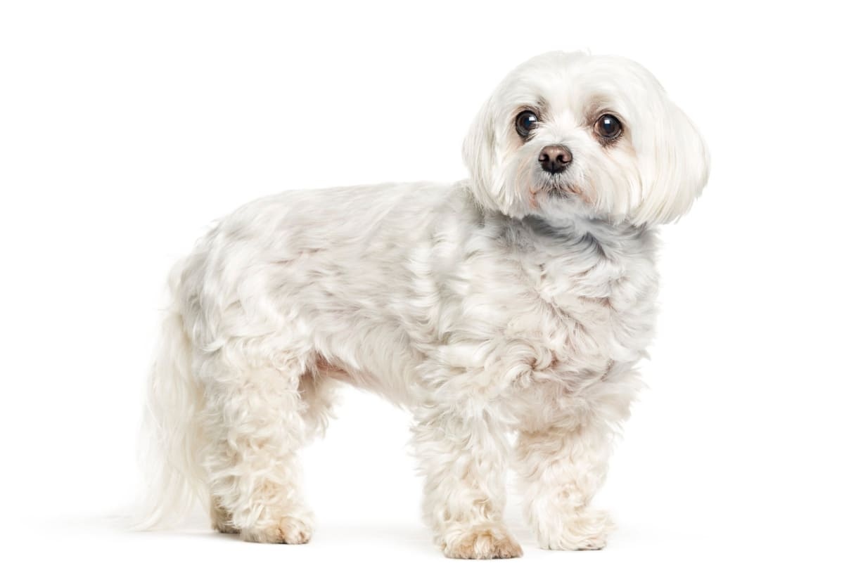 Standing Maltese Terrier dog