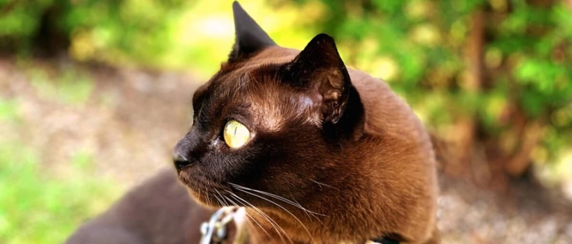 How to put on a cat collar?