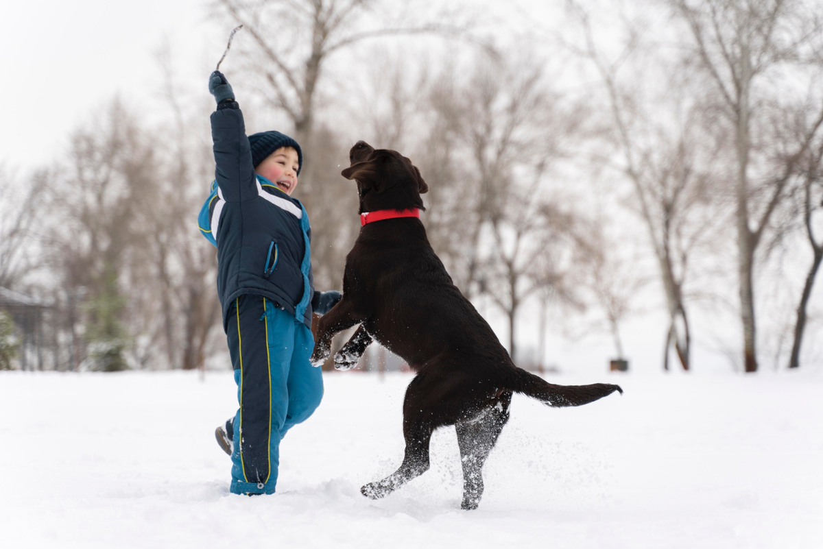 Black dog and child playing in an open, snow-covered area