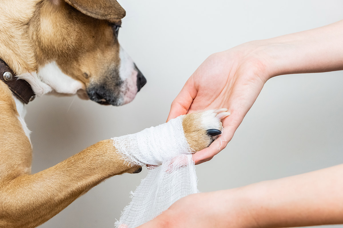 Dog with a bandage on its paw