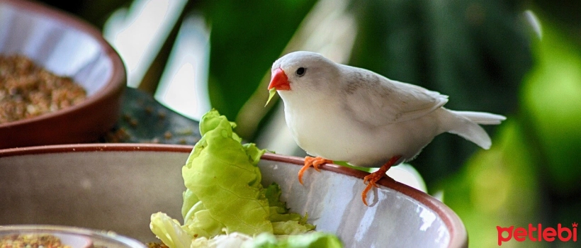 10 Foods That Can Be Poisonous to Birds