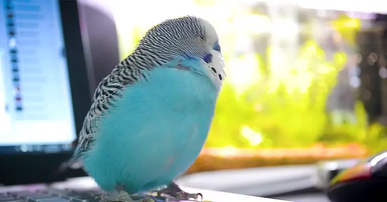 Sleeping blue budgie