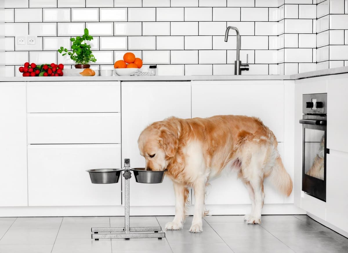 Golden Retriever eating from a raised food bowl