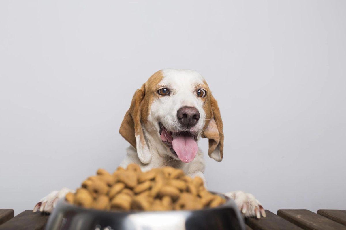 Dog standing on its hind legs to look at its food bowl on the table