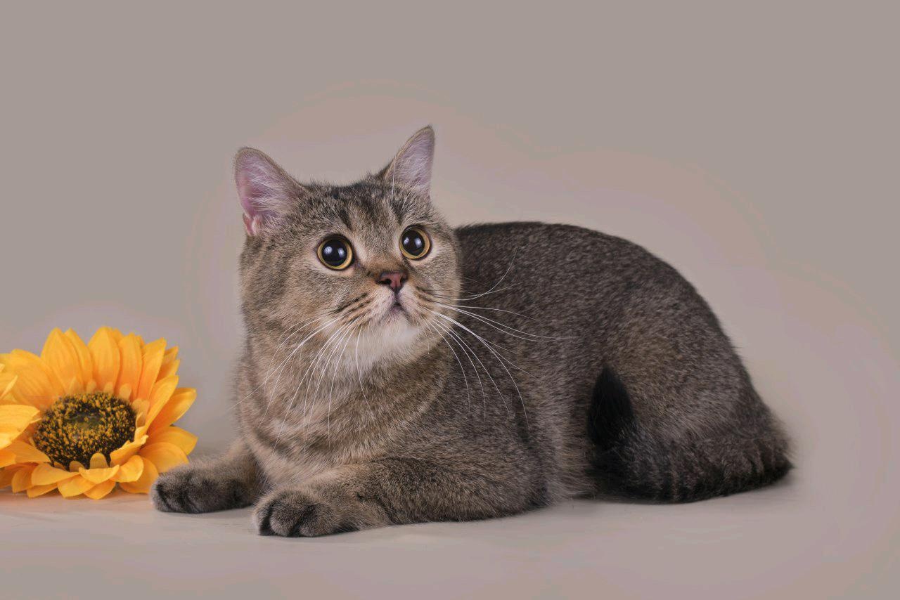 Sitting tabby cat with flowers next to it