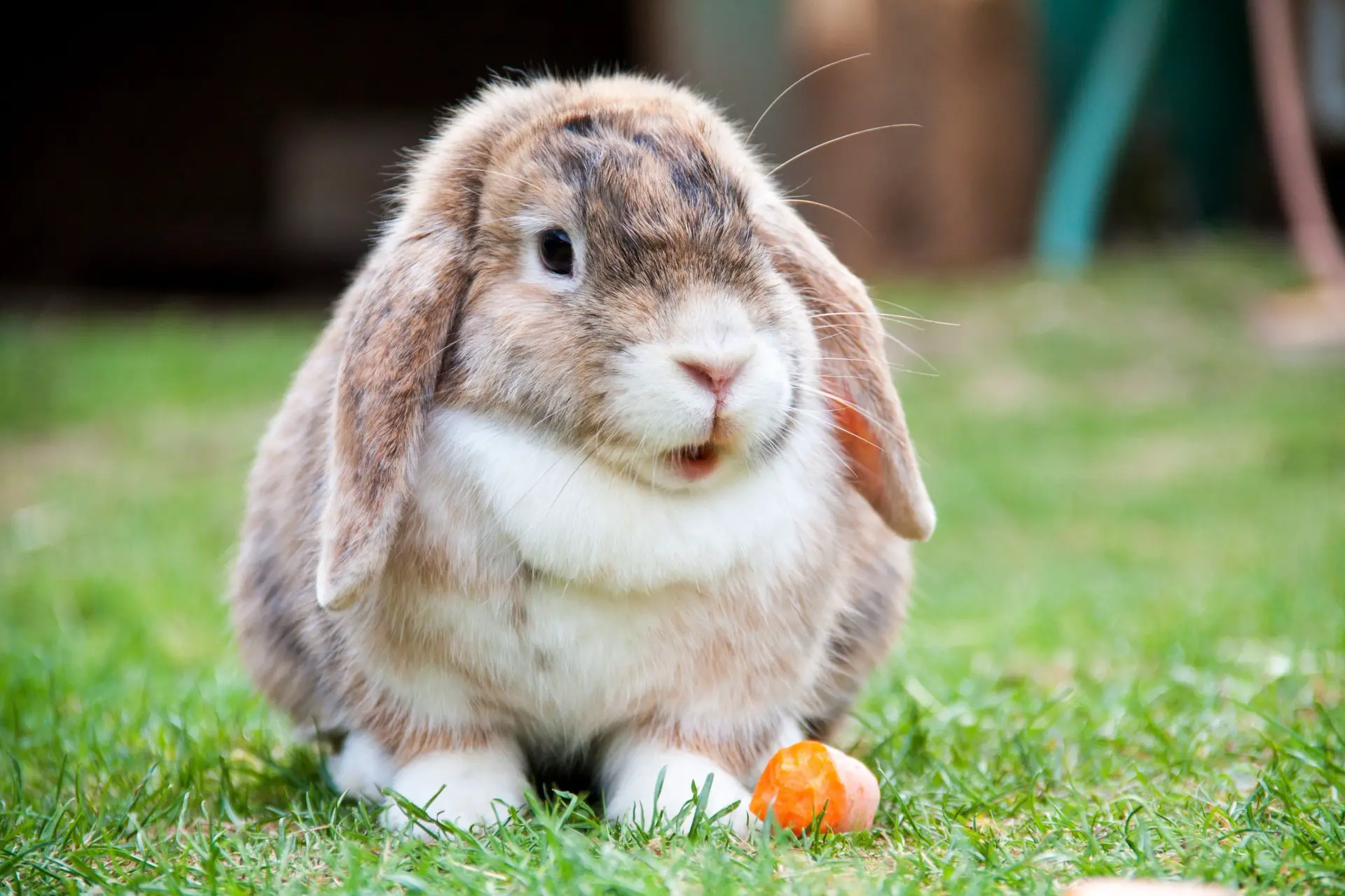A tiny lop rabbit standing on the grass