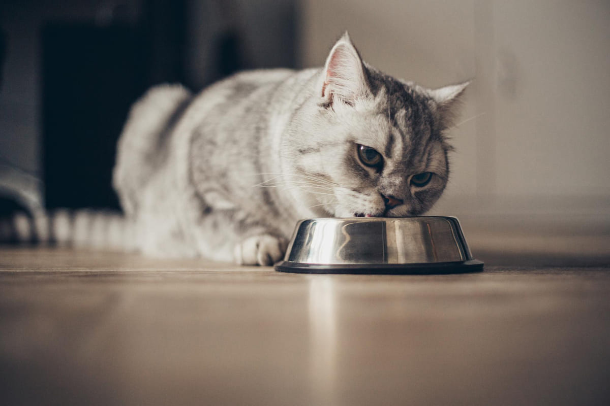 Gray and white cat eating from a steel food bowl