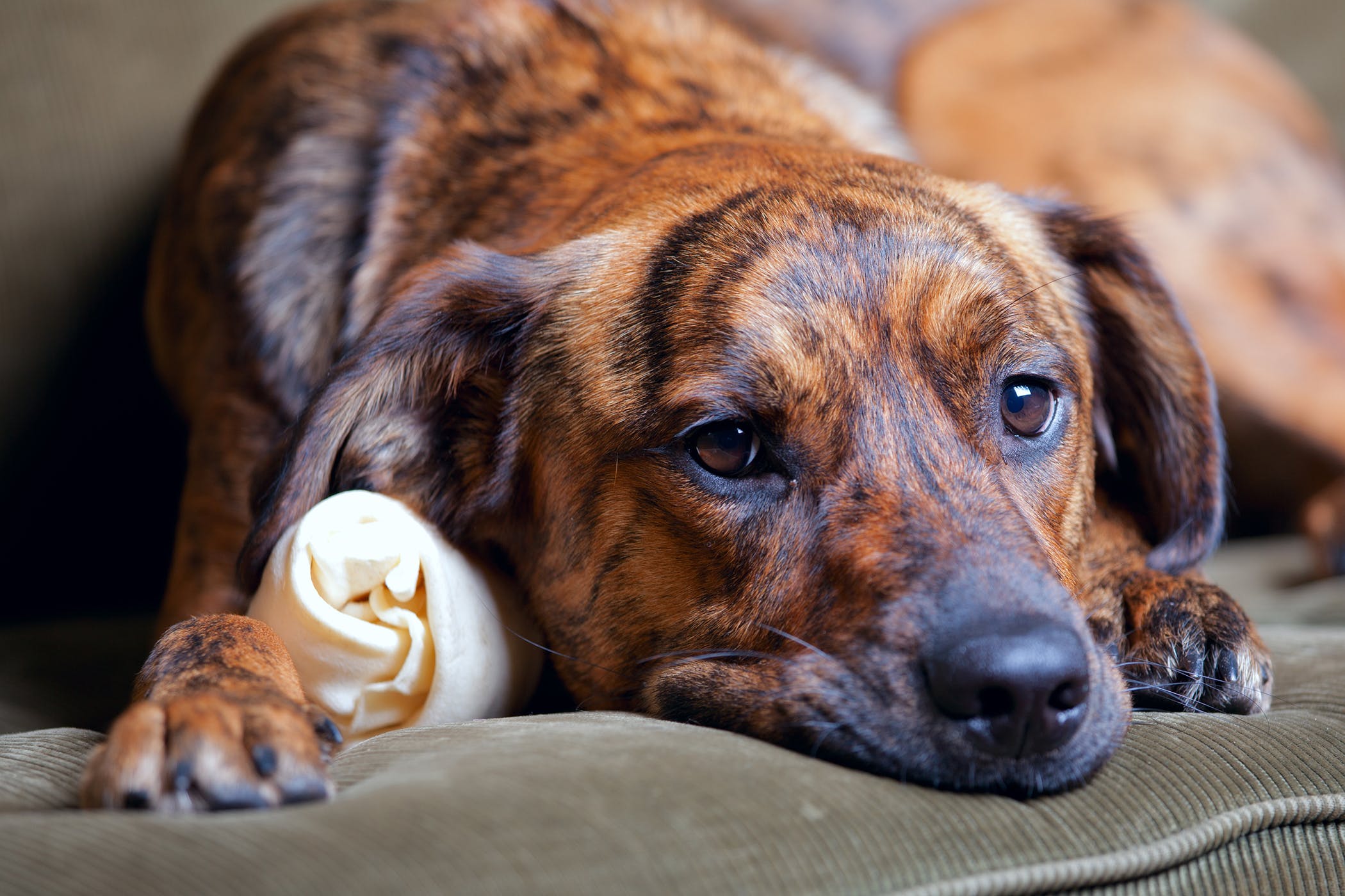 Brown and black dog lying on the sofa